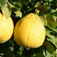 Corsican_pomelo Featured Ingredient - L'Occitane