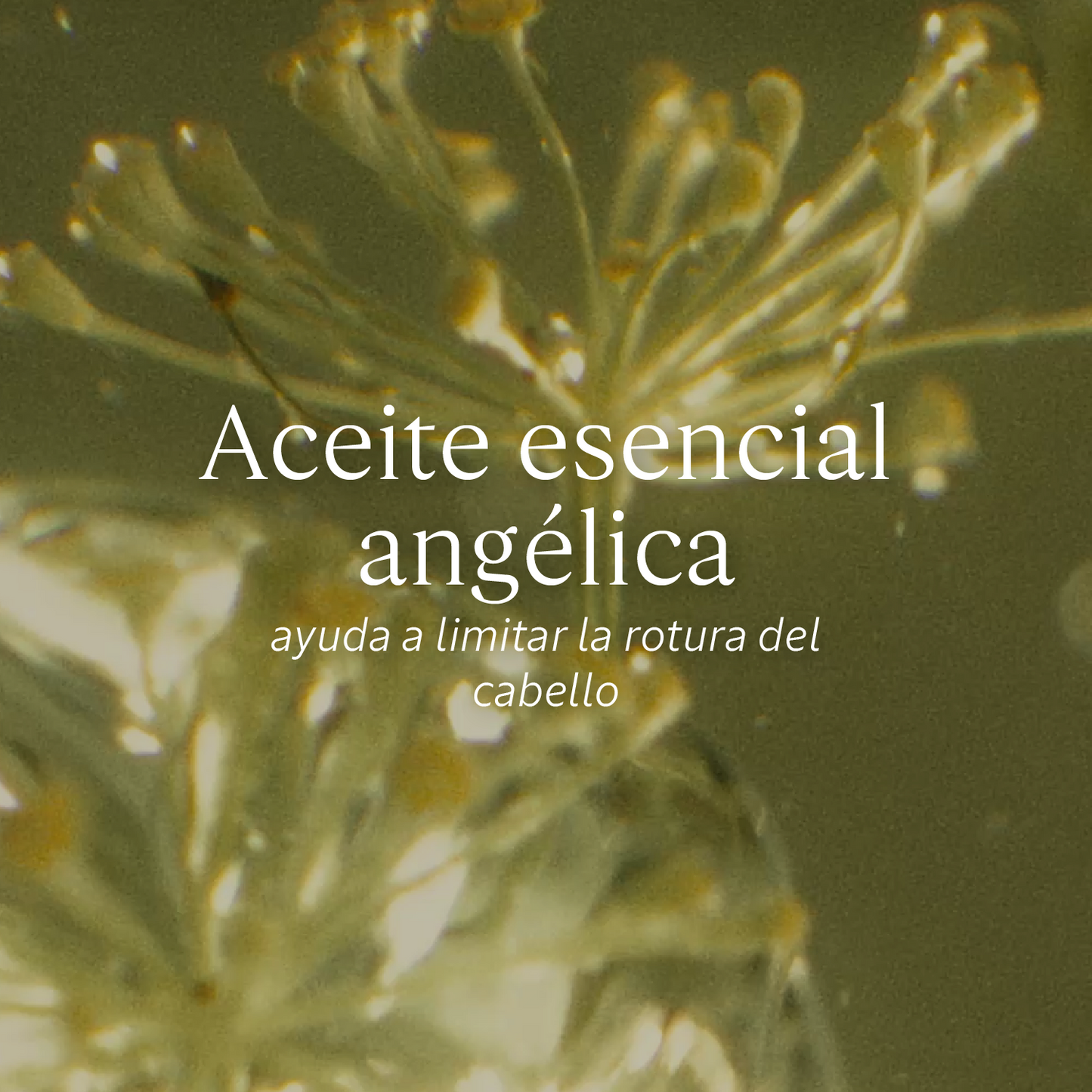 Aceite Infusionado Reparador Intensivo 100ml