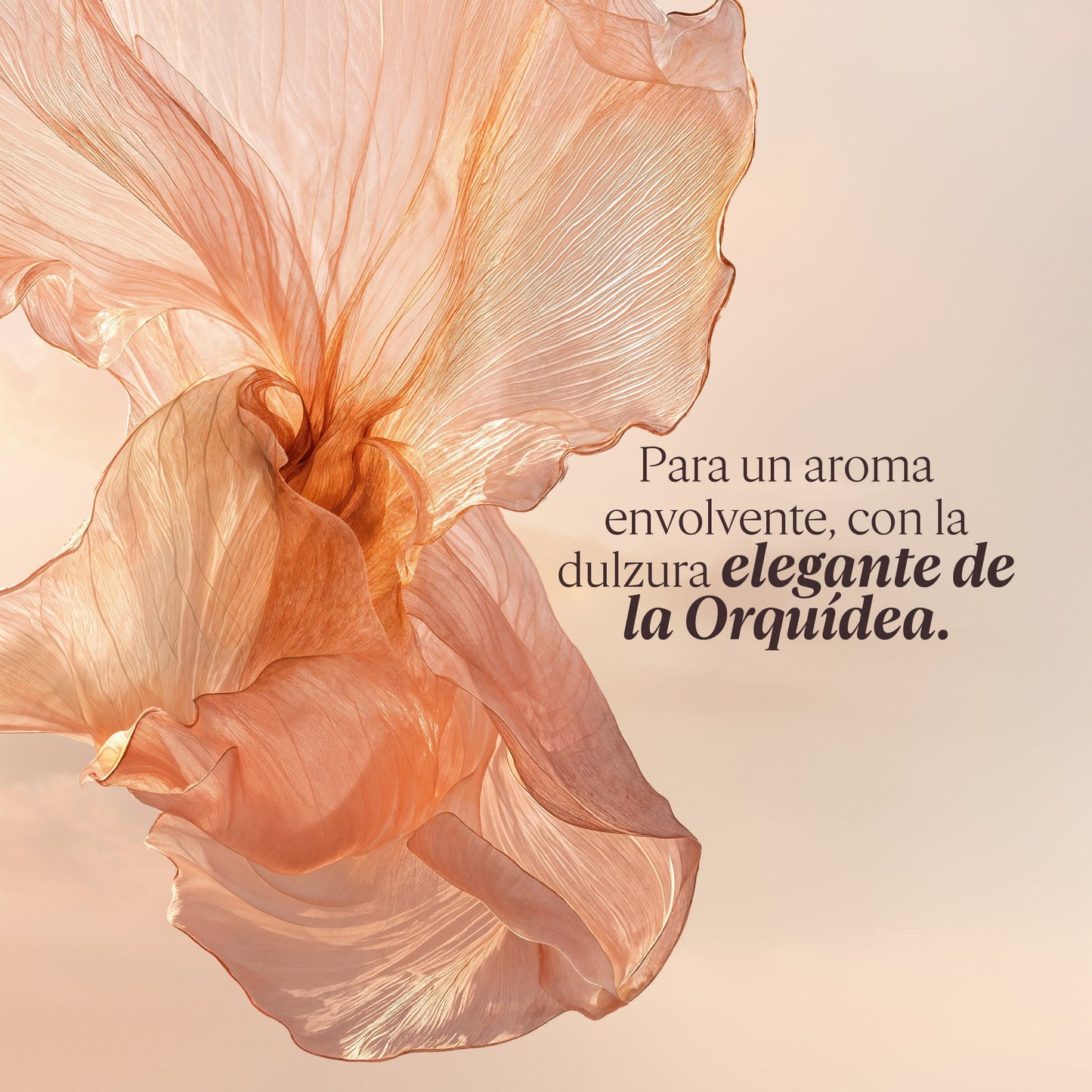 Perfume Néroli Orchidée (Antes Nerolí & Orquídea) Eau de Toilette 50ml